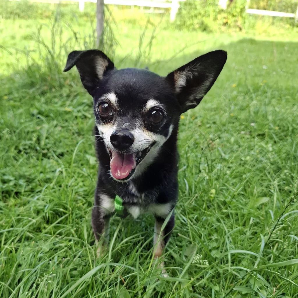 Chihuahua Pingo, 01/2020, ca. 20 cm, 25358 Horst