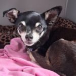 Chihuahua Pingo, 01/2020, ca. 20 cm, 25358 Horst