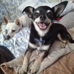Chihuahua Pingo, 01/2020, ca. 20 cm, 25358 Horst