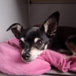 Chihuahua Pingo, 01/2020, ca. 20 cm, 25358 Horst