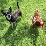 Chihuahua Pingo, 01/2020, ca. 20 cm, 25358 Horst