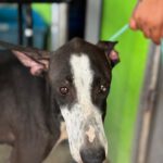 Galgo Poppy, 01/2025, ca. 65 cm