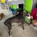 Galgo Poppy, 01/2025, ca. 65 cm