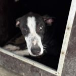 Galgo Poppy, 01/2025, ca. 65 cm