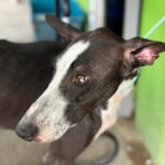 Galgo Poppy, 01/2025, ca. 65 cm