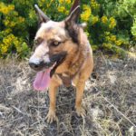 Malinois Mischling Porsche, 10/2015, ca. 58 cm