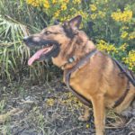 Malinois Mischling Porsche, 10/2015, ca. 58 cm
