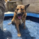 Malinois Mischling Porsche, 10/2015, ca. 58 cm