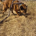 Malinois Mischling Porsche, 10/2015, ca. 58 cm