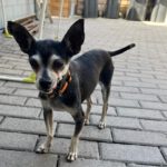 Chihuahua Pulguita, 02/2013, ca. 20 cm, 66125 Saarbrücken