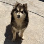 Pomsky Rebeca, 11/2022, ca. 45 cm