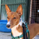 Podenco Remo, 12/2024, ca. 40 cm