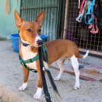 Podenco Remo, 12/2024, ca. 40 cm