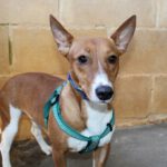 Podenco Remo, 12/2024, ca. 40 cm