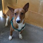 Podenco Remo, 12/2024, ca. 40 cm