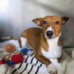 Podenco Remo, 12/2024, ca. 40 cm