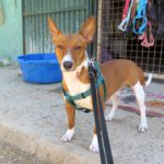Podenco Remo, 12/2024, ca. 40 cm