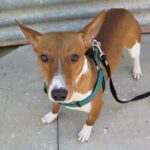 Podenco Remo, 12/2024, ca. 40 cm