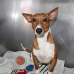 Podenco Remo, 12/2024, ca. 40 cm