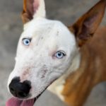 Podenco Husky Mischling Rhianna, 03/2023, ca. 45 cm