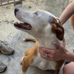 Podenco Husky Mischling Rhianna, 03/2023, ca. 45 cm