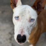 Podenco Husky Mischling Rhianna, 03/2023, ca. 45 cm