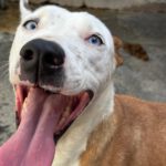 Podenco Husky Mischling Rhianna, 03/2023, ca. 45 cm