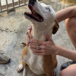 Podenco Husky Mischling Rhianna, 03/2023, ca. 45 cm