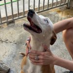 Podenco Husky Mischling Rhianna, 03/2023, ca. 45 cm