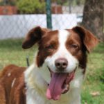 Border Collie Mischling Roby, 12/2016, ca. 50 cm
