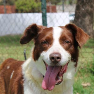 Border Collie Mischling Roby, 12/2016, ca. 50 cm