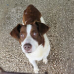 Border Collie Mischling Roby, 12/2016, ca. 50 cm