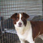 Border Collie Mischling Roby, 12/2016, ca. 50 cm
