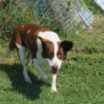 Border Collie Mischling Roby, 12/2016, ca. 50 cm
