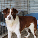 Border Collie Mischling Roby, 12/2016, ca. 50 cm
