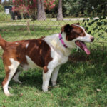Border Collie Mischling Roby, 12/2016, ca. 50 cm