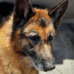 Schäferhund Mischling Roco, 02/2017, ca. 65 cm
