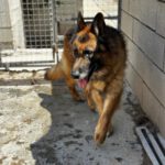 Schäferhund Mischling Roco, 02/2017, ca. 65 cm