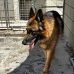 Schäferhund Mischling Roco, 02/2017, ca. 65 cm