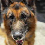 Schäferhund Mischling Roco, 02/2017, ca. 65 cm