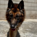 Schäferhund Mischling Roco, 02/2017, ca. 65 cm