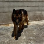 Schäferhund Mischling Roco, 02/2017, ca. 65 cm