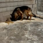 Schäferhund Mischling Roco, 02/2017, ca. 65 cm
