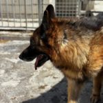 Schäferhund Mischling Roco, 02/2017, ca. 65 cm