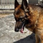 Schäferhund Mischling Roco, 02/2017, ca. 65 cm