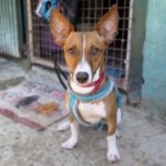 Podenco Romulo, 12/2024, ca. 40 cm