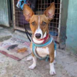 Podenco Romulo, 12/2024, ca. 40 cm