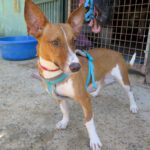 Podenco Romulo, 12/2024, ca. 40 cm