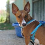 Podenco Romulo, 12/2024, ca. 40 cm