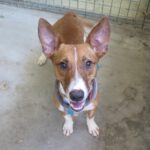 Podenco Romulo, 12/2024, ca. 40 cm